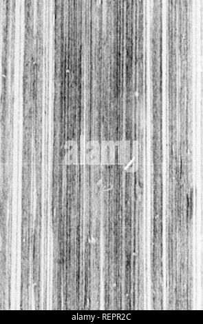 . Reisen in Nordamerika [microform]: Mit seinen natürlichen Geschichte und Indizien der Plantagen und der Landwirtschaft im Allgemeinen: Mit den zivilen, kirchlichen und wirtschaftlichen Zustand des Landes und die Sitten der Einwohner, und mehrere neugierig und wichtige Erläuterungen zu verschiedenen Themen. Natural History; Naturgeschichte; Naturgeschichte; Baron, Baron, Baron. ^ Ich; Ich. Ich, ich V^iiinii! IilliPPI 1' "Es ijilfe '*'""' m 226 November 174 S. Nordamerika, es hat jedoch obfervcd wurde, dass die Bienen immer, wenn Sie fwarm, fpre Stockfoto