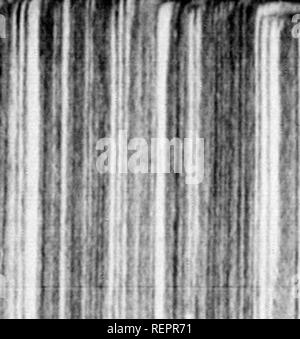 . Reisen in Nordamerika [microform]: Mit seinen natürlichen Geschichte und Indizien der Plantagen und der Landwirtschaft im Allgemeinen: Mit den zivilen, kirchlichen und wirtschaftlichen Zustand des Landes und die Sitten der Einwohner, und mehrere neugierig und wichtige Erläuterungen zu verschiedenen Themen. Natural History; Naturgeschichte; Naturgeschichte; Baron, Baron, Baron. 200. Bitte beachten Sie, dass diese Bilder aus gescannten Seite Bilder, die digital für die Lesbarkeit verbessert haben mögen - Färbung und Aussehen dieser illust extrahiert werden Stockfoto