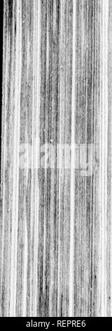 . Reisen in Nordamerika [microform]: Mit seinen natürlichen Geschichte und Indizien der Plantagen und der Landwirtschaft im Allgemeinen: Mit den zivilen, kirchlichen und wirtschaftlichen Zustand des Landes und die Sitten der Einwohner, und mehrere neugierig und wichtige Erläuterungen zu verschiedenen Themen. Natural History; Naturgeschichte; Naturgeschichte; Baron, Baron, Baron. Â Â¢ WMWM itvâMMMMMn. Bitte beachten Sie, dass diese Bilder aus gescannten Seite Bilder, die digital für die Lesbarkeit verbessert haben mögen - Färbung und Erscheinungsbild extrahiert werden Stockfoto