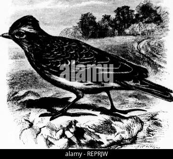 . Die illustrierte Naturgeschichte [microform]. Vögel; Naturgeschichte; Oiseaux; Baron. ^ SK YI,. HK.-. l/Ich (." ii (i/RT/Isw. Ilcilucd. Auch wenn Youn. Wenn sich die Geschlechter kann er (hstinjiui. Schuppen hy die Tiefe gelb Der liivast und die nioiv npiln'ht earriai^v. DealiM sagen wir, dass die bestimmten Modus der asrrrlaiiiinj; -,- (&gt;;;;;;;; i, L^ Eon, noi' eine Abfolge von Sprüngen, wie das des oaj, de und Hawk, Hütte ist eine ständige flattern Aufstieg, takUig spiralförmig, größer als die. Bitte beachten Sie, dass diese Bilder extrahiert werden aus der gescannten Seite Bilder, die digital verbessert wurden für Re Stockfoto