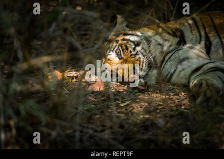 Tigerin in der Natur Lebensraum. Tiger mit ihren Jungen in Ranthambore Tiger Reserve, Indien Stockfoto