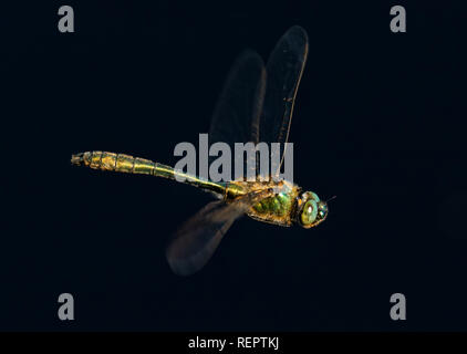 Extreme close-up von großen Libelle im Flug Stockfoto