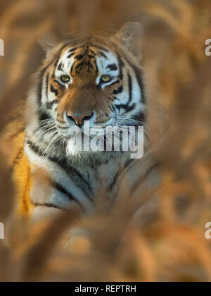 Sibirischer Tiger Panthera tigris tigris oder Amur Tiger Stockfoto