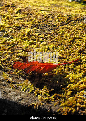 Hintergrundbeleuchtung braun Blatt im Herbst Sonnenschein werfen lange Schatten auf Moos bedeckt flache Bewältigung Stein der Mauer in Cumbria, England, Großbritannien Stockfoto