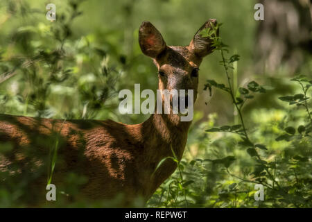Rehe in üppiger Wald im Sommer Stockfoto