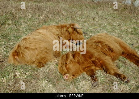 Highland Cattle (Bos taurus) schlafen oder Beweidung auf National Trust Küstenland. Bolberry Down, South Hams, Devon. Großbritannien Stockfoto