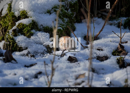 Süße kleine vole im Schnee An einem Wintertag Stockfoto