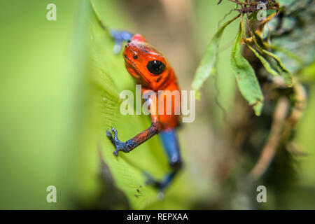 Winzige strawberry Poison dart Frog auf Blatt Stockfoto