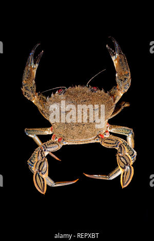 Eine ungekochte Velvet schwimmen Krabben, Necora puber, fotografiert auf einem schwarzen Hintergrund. Dorset England UK GB Stockfoto