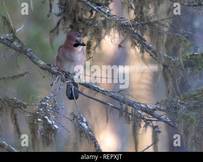 Eurasischen Jay in der Wüste Stockfoto