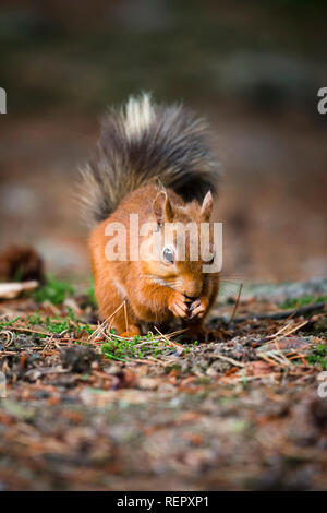 Eine Nahaufnahme Portrait von einem roten Eichhörnchen füttern unter den Tannennadeln und Moos auf den Boden. Stockfoto