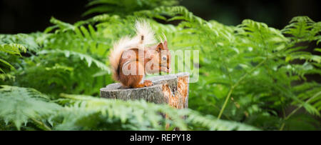 Ein rotes Eichhörnchen sitzt unter den denken, der Farne auf einem alten Baumstumpf Fütterung thront. Stockfoto