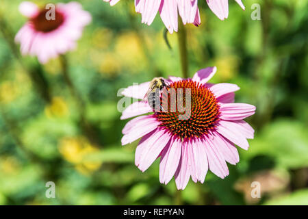Ein rosa-violette Kegel Blüte (Echinacea purpurea) mit einer Hummel Fütterung auf. Stockfoto