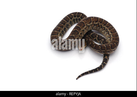 Kubanische tree Boa auf weißem Hintergrund Stockfoto