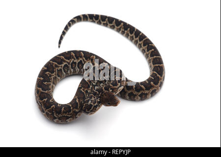 Kubanische tree Boa auf weißem Hintergrund Stockfoto