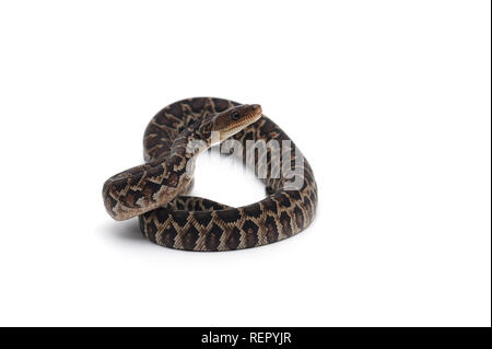 Kubanische tree Boa auf weißem Hintergrund Stockfoto