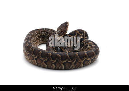 Kubanische tree Boa auf weißem Hintergrund Stockfoto