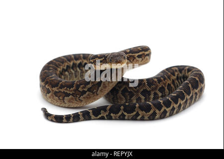 Kubanische tree Boa auf weißem Hintergrund Stockfoto