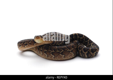 Kubanische tree Boa auf weißem Hintergrund Stockfoto