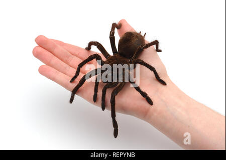 Birdeating Spinne isoliert auf weißem Hintergrund Stockfoto