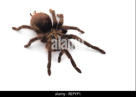 Birdeating Spinne isoliert auf weißem Hintergrund Stockfoto