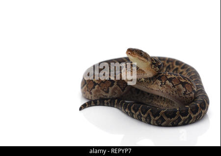 Kubanische tree Boa auf weißem Hintergrund Stockfoto
