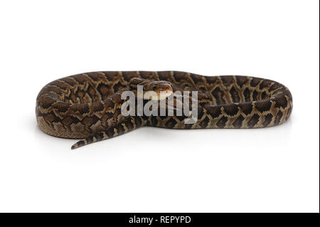 Kubanische tree Boa auf weißem Hintergrund Stockfoto