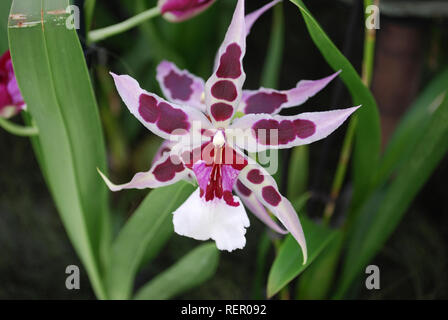 (Aliceara Beallara Peggy Ruth Carpenter) Morgen Freude Orchideenblüte. Stockfoto
