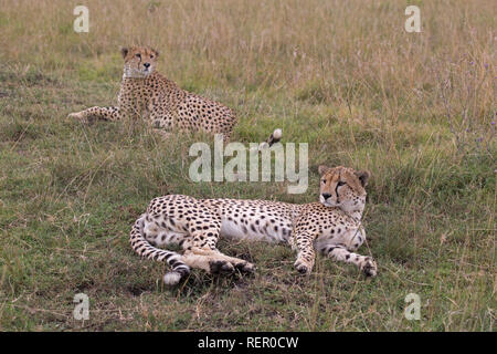 Zwei erwachsene männliche Geparden, Acinonyx jubatus, sitzen im Grünland, Masai Mara, Kenia Stockfoto