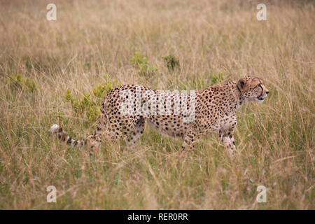 Einzelne Erwachsene männliche Geparden, Acinonyx jubatus, Jagd im Grünland, Masai Mara, Kenia Stockfoto