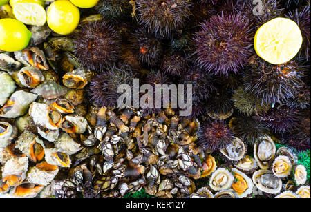 Verschiedene frische rohe Meeresfrüchte. Seeigel, Austern, Muscheln, Schnecken auf dem Markt. Stockfoto