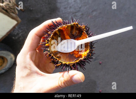 Seeigel mit Kaviar vor dem Essen. Frische Meeresfrüchte auf dem Meer angeln Markt Stockfoto