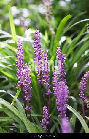 Liriope muscari 'Royal Purple' Blumen. Stockfoto