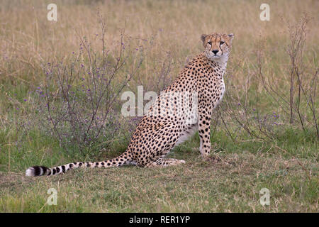 Einzelne Erwachsene männliche Geparden, Acinonyx jubatus, sitzen im Grünland, Masai Mara, Kenia Stockfoto