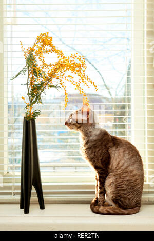 Katze auf Vase gegen die venezianischen Jalousien Stockfoto