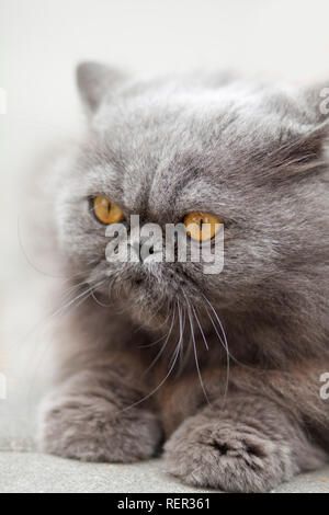 Portrait schwere britische Katze mit orangefarbenen Augen Stockfoto