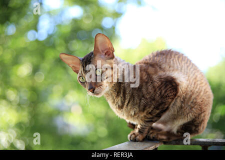 Cornish Rex graue Katze sitzt Zusatzscheinwerfer auf dem Dach Stockfoto