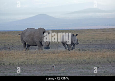 Zwei südlichen White Rhino, Rhinocerotidae)), Ol Pejeta Conservancy, Kenia Stockfoto