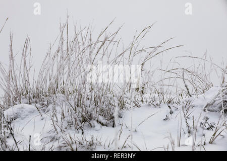 Weiche rime Eis auf Gräser, aus unterkühlten Wassertröpfchen in einer Eis Nebel auf Buck Hill im Süden der Theodore Roosevelt National Park gebildet, Noch Stockfoto