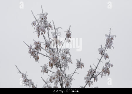 Weiche rime Eis auf Grüne Esche, Fraxinus pennsylvanica, aus unterkühlten Wassertröpfchen in einer Eis Nebel auf Buck Hill im Süden Einheit von Theodore Ro gebildet Stockfoto