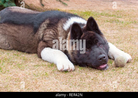 Junge Akita Inu Hund liegend auf Gras an der Kamera abgenutzt Stockfoto