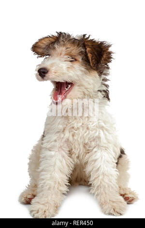 Lustige Fox Terrier Welpe mit offenen Backen auf weißem Hintergrund Stockfoto