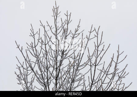Weiche rime Eis auf Grüne Esche, Fraxinus pennsylvanica, aus unterkühlten Wassertröpfchen in einer Eis Nebel auf Buck Hill im Süden Einheit von Theodore Ro gebildet Stockfoto