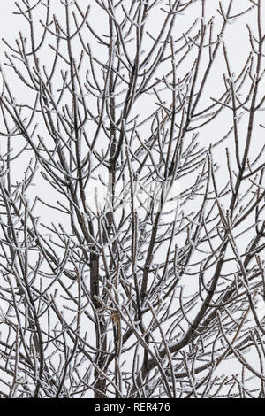 Weiche rime Eis auf Grüne Esche, Fraxinus pennsylvanica, aus unterkühlten Wassertröpfchen in einer Eis Nebel auf Buck Hill im Süden Einheit von Theodore Ro gebildet Stockfoto
