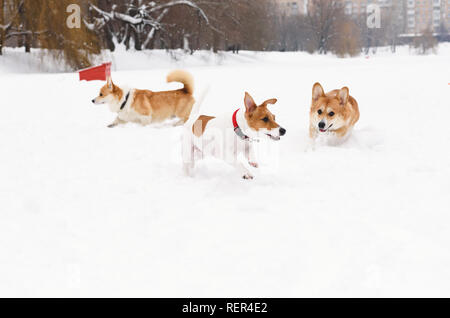 Drei Hunde spielen in den Hunden freundlich ohne Leine Park Stockfoto