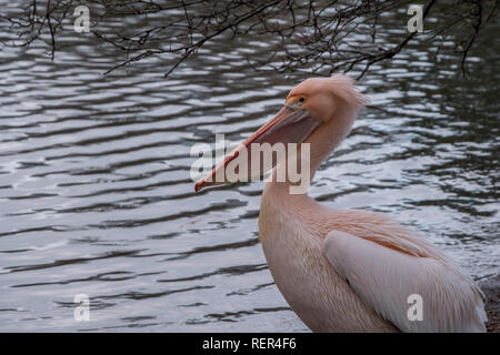 Pelikan Vogel am See in St. James's Park, London, UK. Stockfoto