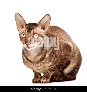 Schöne Cornish Rex Katze sitzt. Auf weiß Isoliert Stockfoto