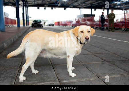 Die zollbehörden Hund auf der Suche nach Drogen und Waffen auf border-line Stockfoto