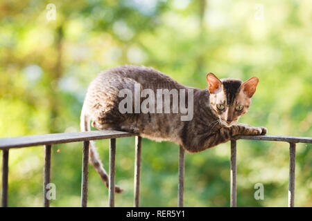 Cornish Rex graue Katze mit Zusatzscheinwerfer auf dem Dach Stockfoto