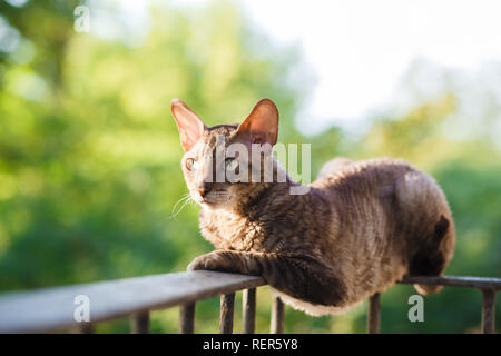 Cornish Rex graue Katze mit Zusatzscheinwerfer auf dem Dach Stockfoto